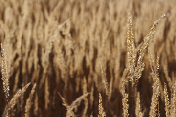 Fototapeta premium wild mountain plants