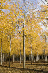Fototapeta premium couleurs d'automne