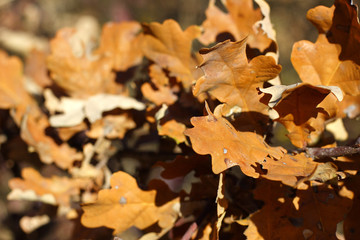 autumn golden oak leaves