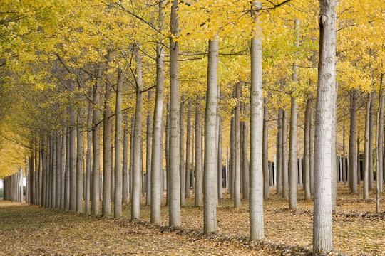 couleurs d'automne