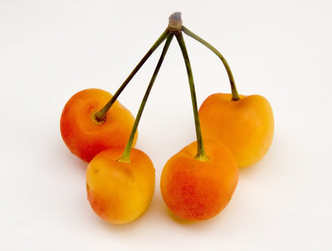 Four Ranier Cherries On A Stem