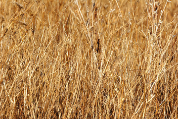 wild mountain plants
