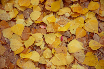fall  colors