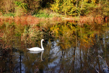 white swan and fall colors