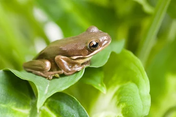Acrylic prints Frog frog on leaves