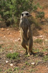 meerkat