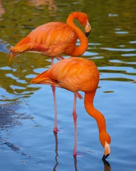 Türaufkleber Flamingo Flamingos