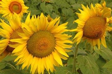 Naklejka premium sunflowers