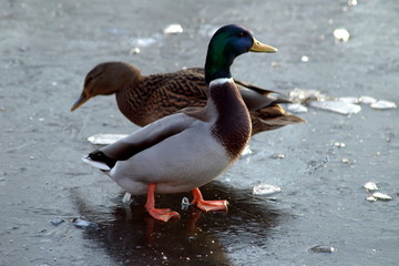 ducks in pond by winter