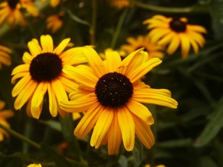 closeup of blackeyed susan's flowers
