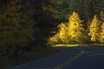 Fototapeta premium road with fall yellow trees