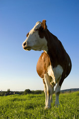 Obraz premium la vache! 3