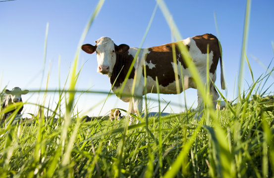 la vache! 2