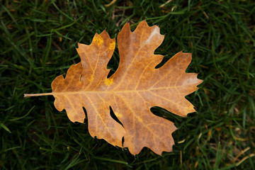 fallen leaf 2