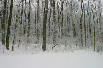 Fototapeta premium icy dawn