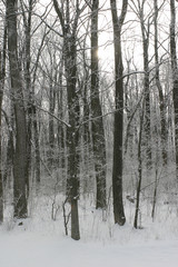 Fototapeta premium snowy woods