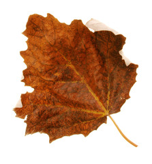 autmn leaf 2