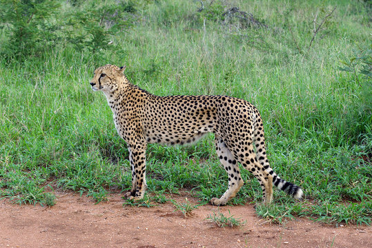 gepard