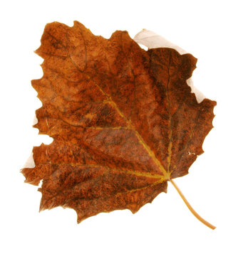 Autmn Leaf 2