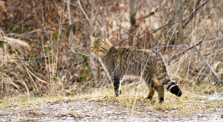 chat sauvage