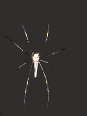 spider