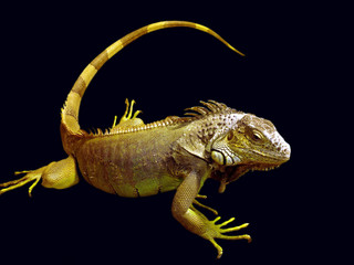 big lizard © Natalia Pavlova