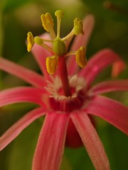 Obraz premium pollens