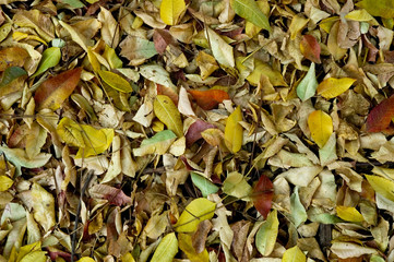 autumn ground cover