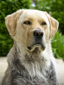 labrador