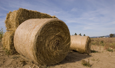 hay on farm