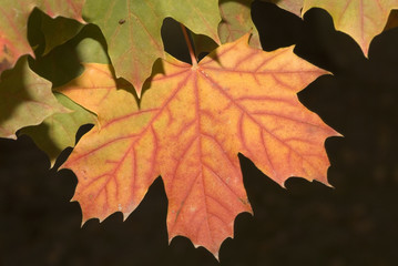 autumn leaf