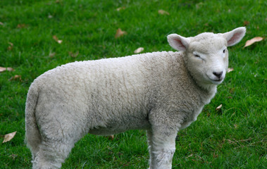 lamb winking © Scott Leman
