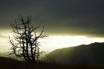 tree silhouette of evening