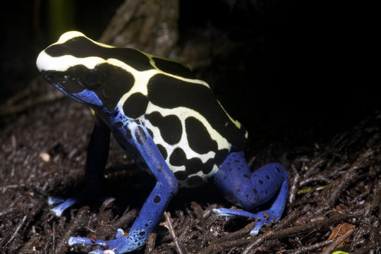 exotischer frosch
