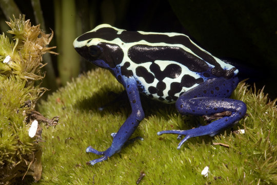 exotischer frosch