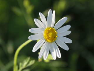 Fototapeta premium margerite