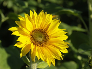 sonnenblume