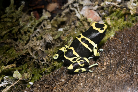 exotischer frosch