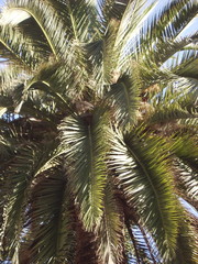Obraz premium close up of palm tree