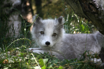 polarfuchs