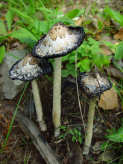mushrooms