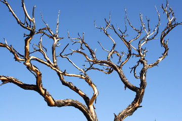 abstract tree with blue sky.