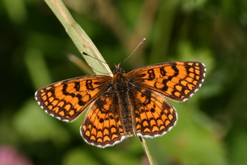 papillon