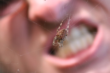 arachnophobie