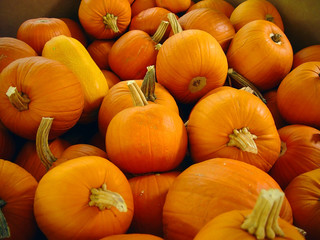 pumpkins