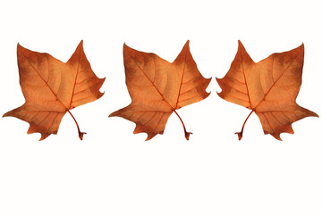 feuilles d'automne 2