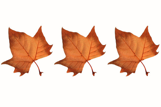 feuilles d'automne 1