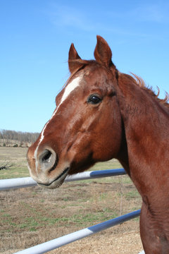 quarter horse head