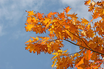 orange leaves