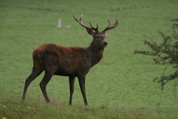 young red deer stag